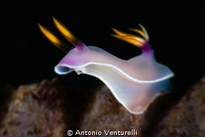 Hypselodoris bullockii _February 2025
(CanonEF100,1/200,... by Antonio Venturelli 